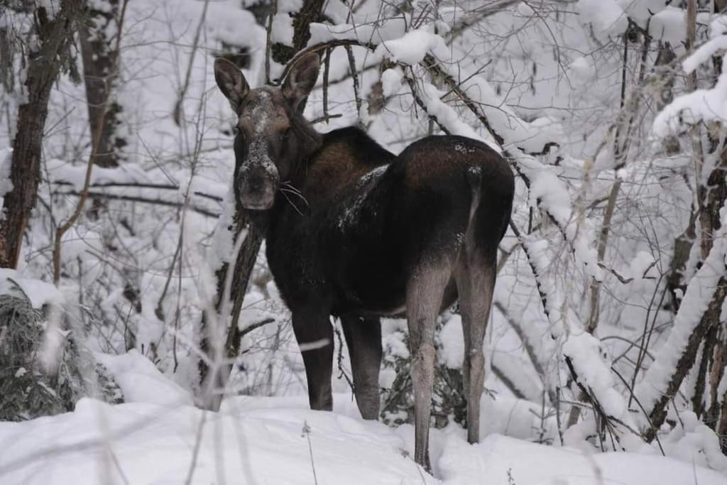 Appartamento Ladansloft Stöllet Esterno foto