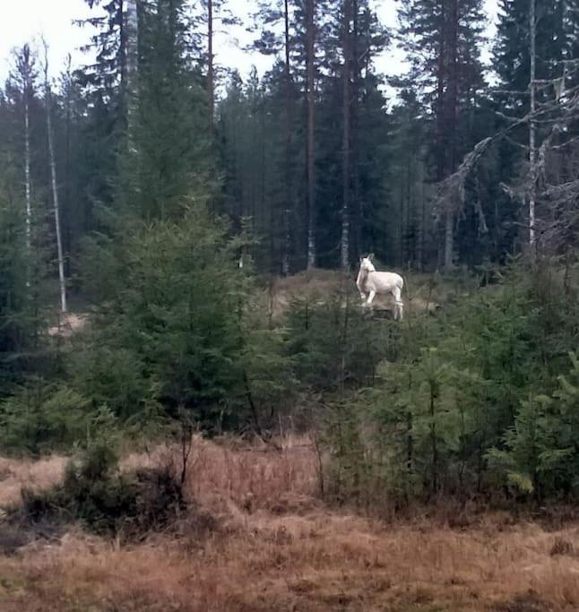 Appartamento Ladansloft Stöllet Esterno foto